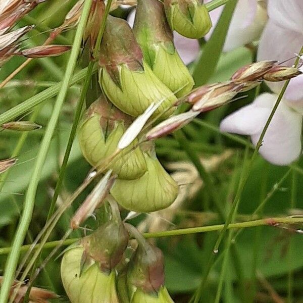 Lathyrus sylvestris Blüte