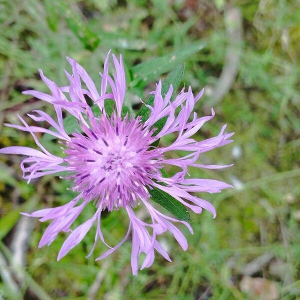 Centaurea nigra Flower