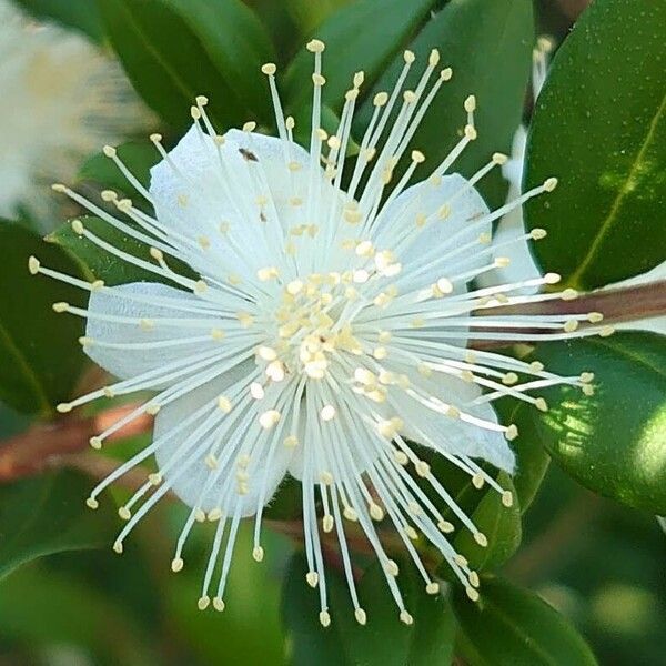 Myrtus communis Flor