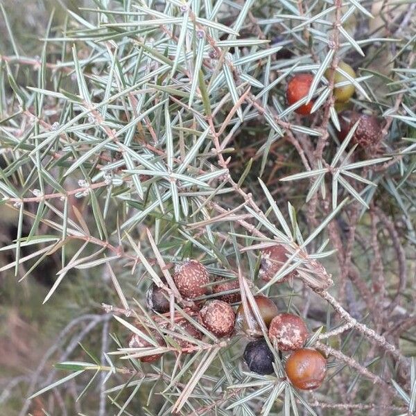 Juniperus oxycedrus फल