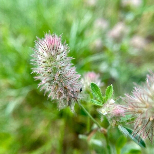 Trifolium arvense 花