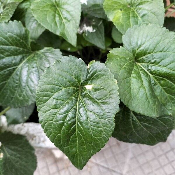 Viola mirabilis Leaf