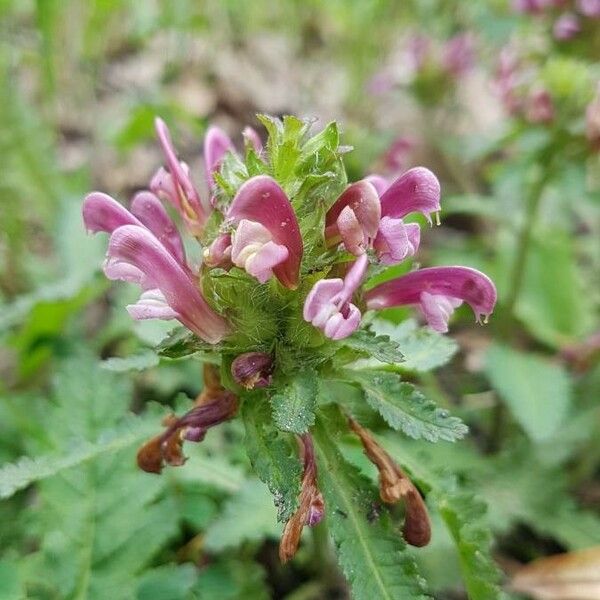 Pedicularis canadensis 花