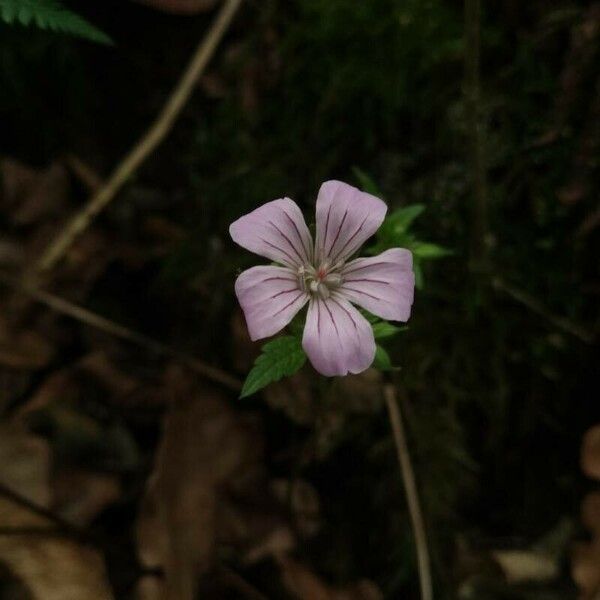 Geranium nodosum Flower