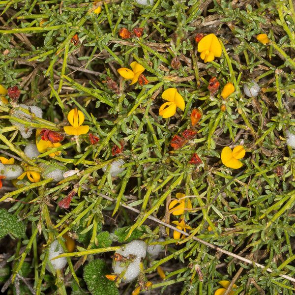 Genista salzmannii Flor