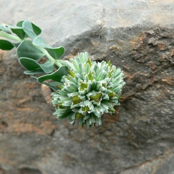 Telephium imperati Flower