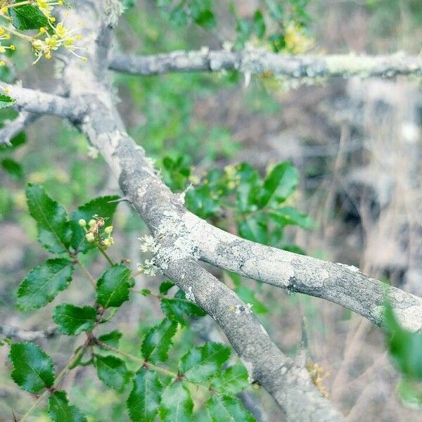 Zanthoxylum clava-herculis چھال