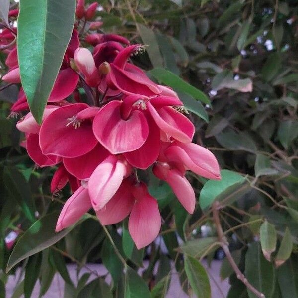 Erythrina crista-galli Flor