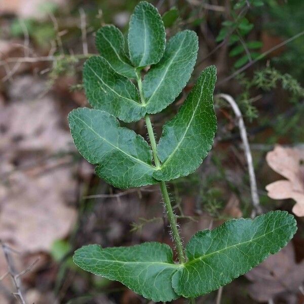 Opopanax chironium Φύλλο