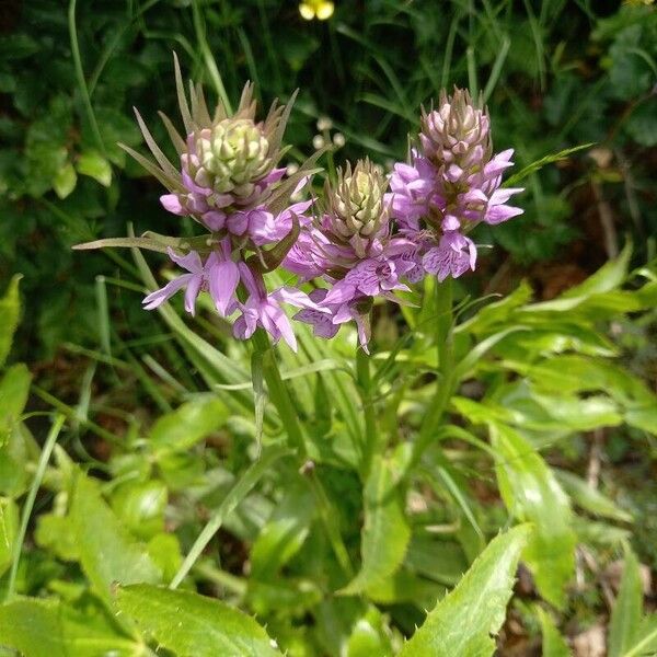 Dactylorhiza majalis Облик