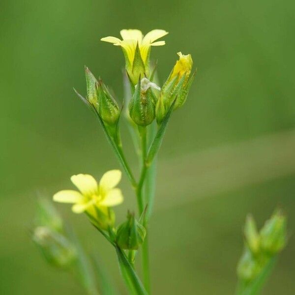 Linum corymbulosum Floare