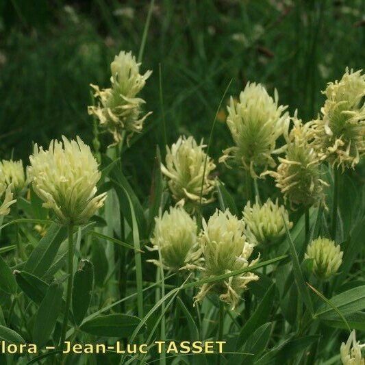 Trifolium pannonicum عادت داشتن