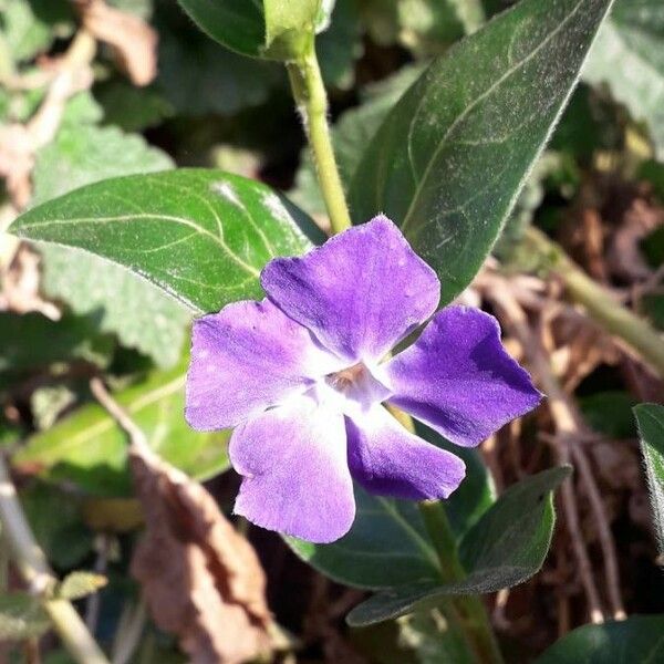 Vinca major Flor