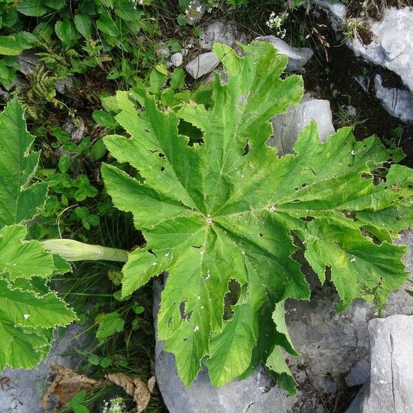 Heracleum pyrenaicum Leaf