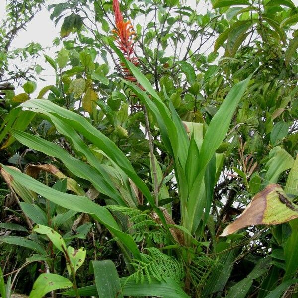 Pitcairnia brittoniana عادت داشتن