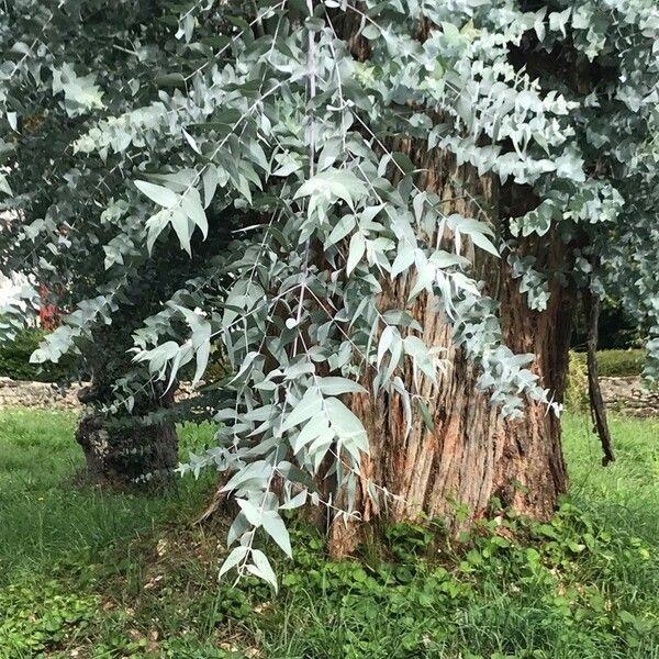 Eucalyptus cinerea Folha