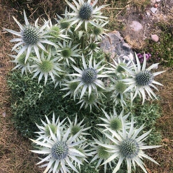 Eryngium bourgatii Blomma