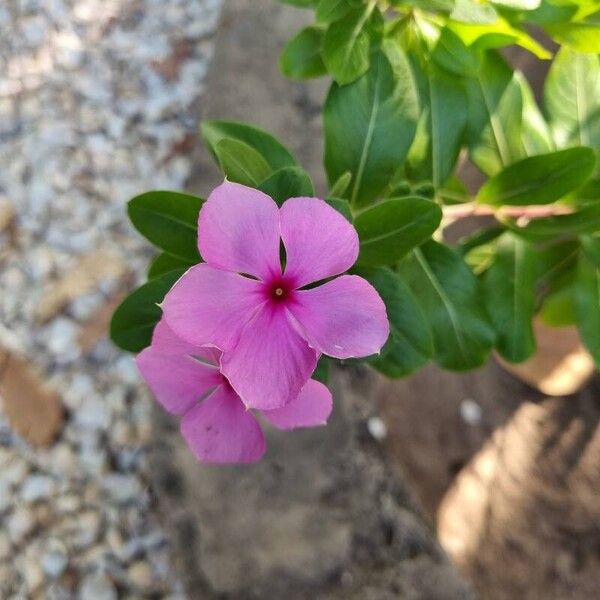 Catharanthus roseus Fleur