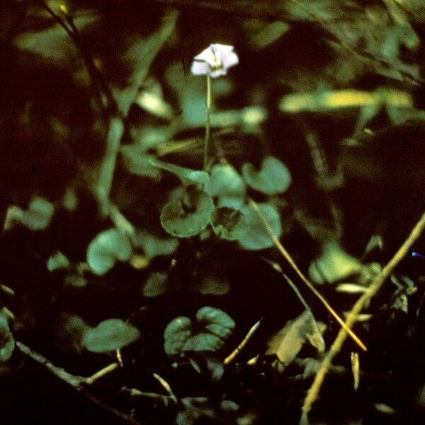 Viola walteri (Walter's violet)