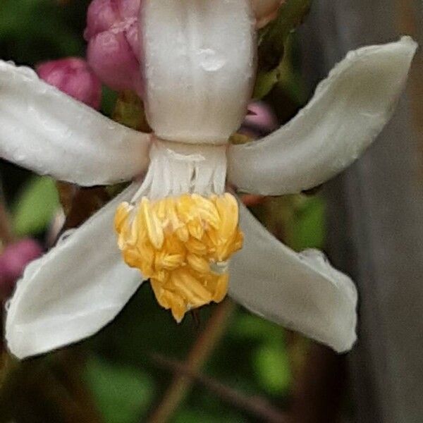 Citrus japonica Flower