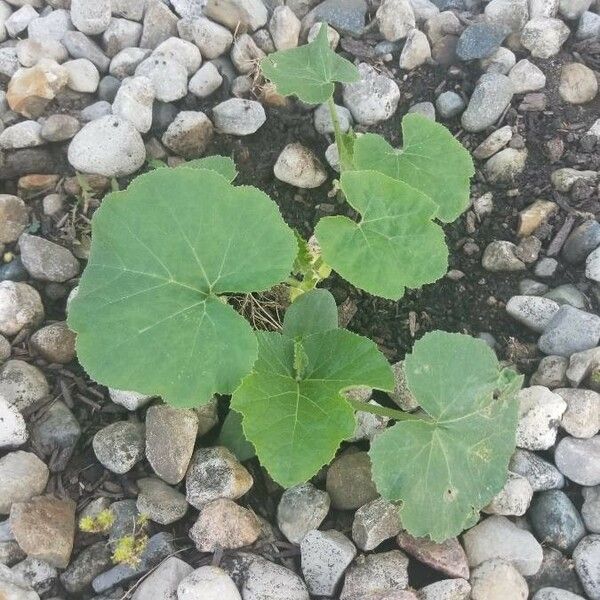 Cucurbita pepo Habit