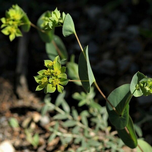 Bupleurum rotundifolium Virág