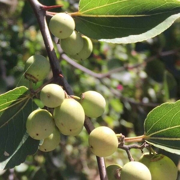 Ziziphus mucronata Fruit