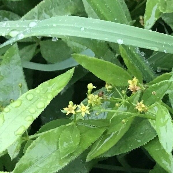 Rubia tinctorum Flower