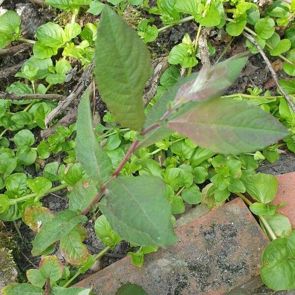 Salix aurita Lehti