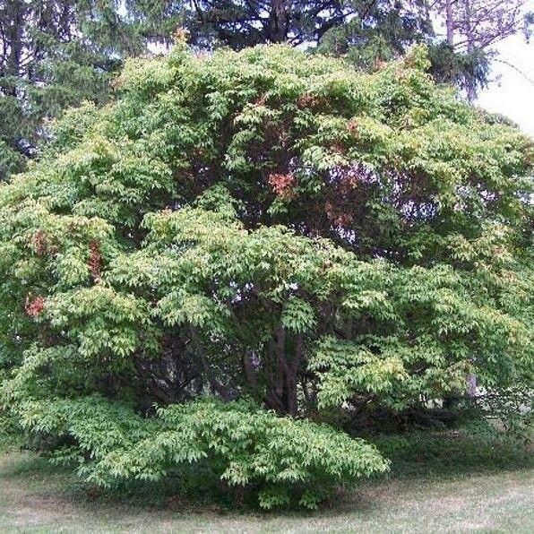 Acer cissifolium Lapas