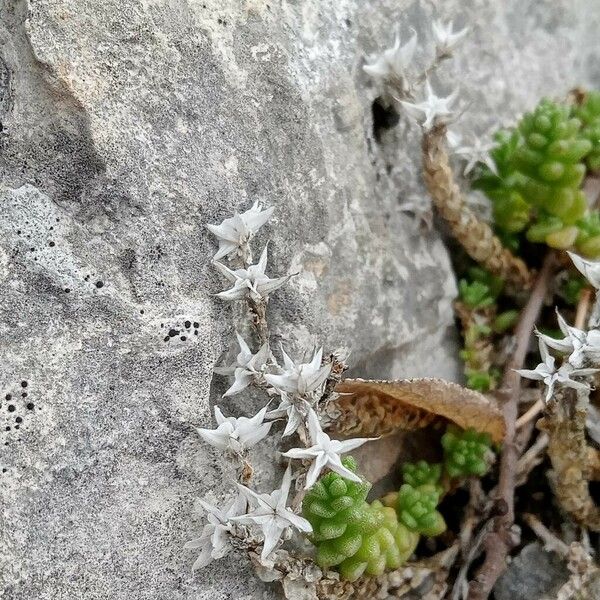 Sedum acre Lorea