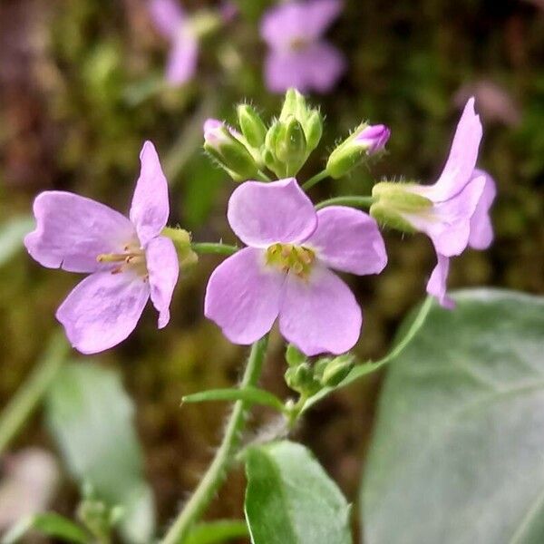 Arabidopsis arenosa Цвят