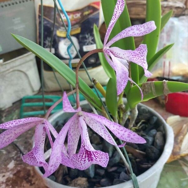 Barkeria spectabilis Bloem