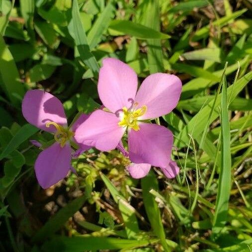 Rhexia mariana Õis