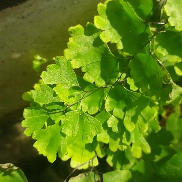 Adiantum raddianum Leaf