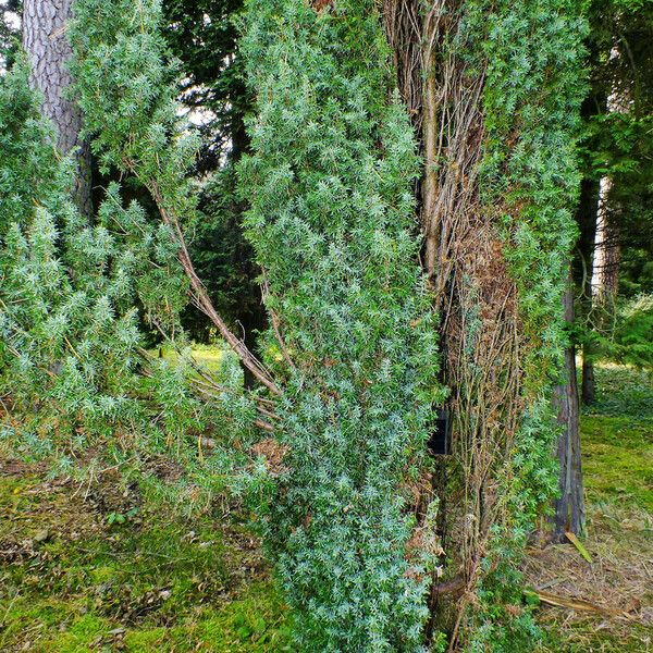 Juniperus rigida Bark