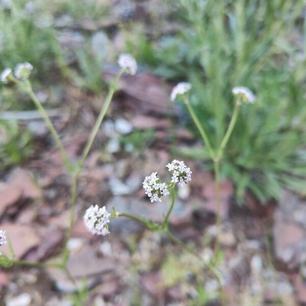 Valeriana coronata Žiedas