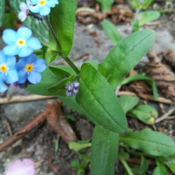 Myosotis stricta Hoja