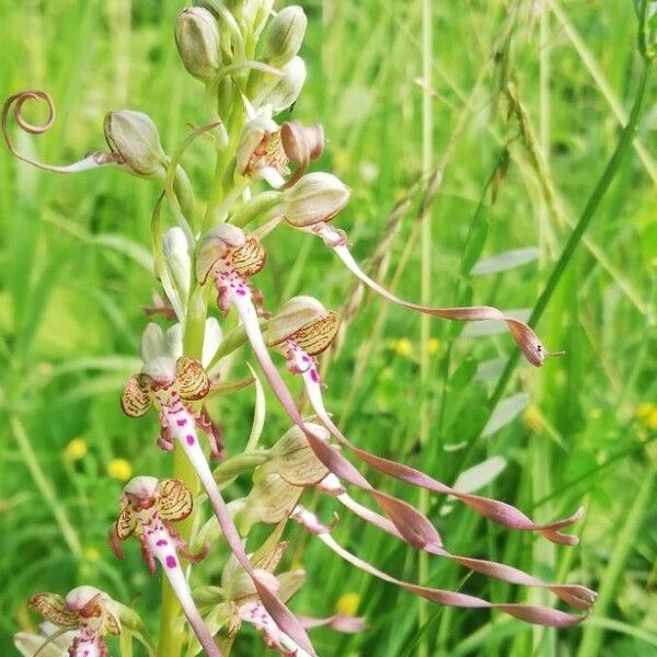 Himantoglossum hircinum Fiore