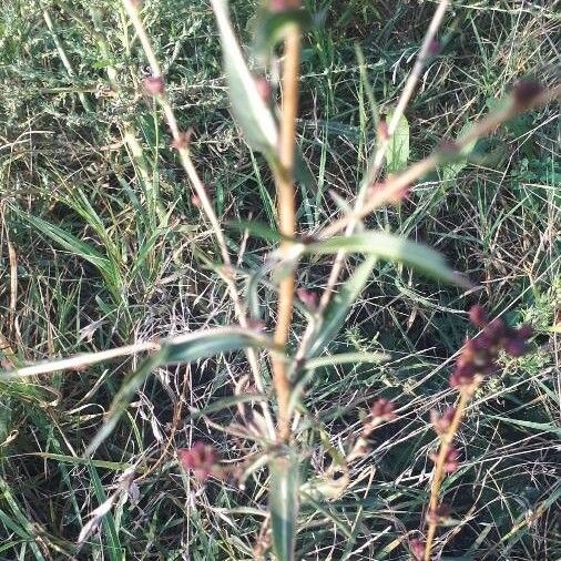 Lactuca saligna Leaf