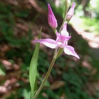 Cephalanthera rubra ফুল