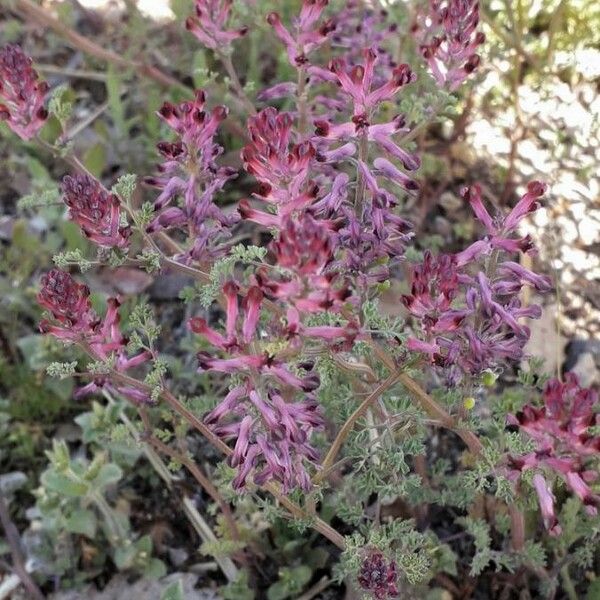 Fumaria officinalis Flower