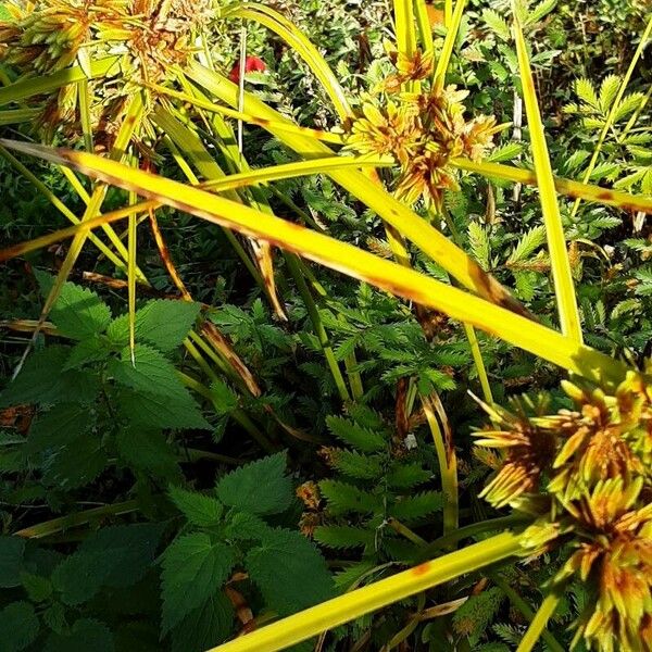 Cyperus eragrostis Lapas