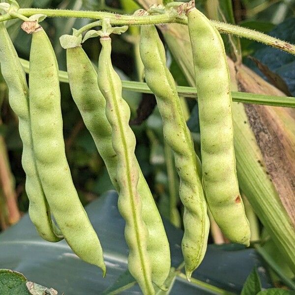 Phaseolus vulgaris 果實