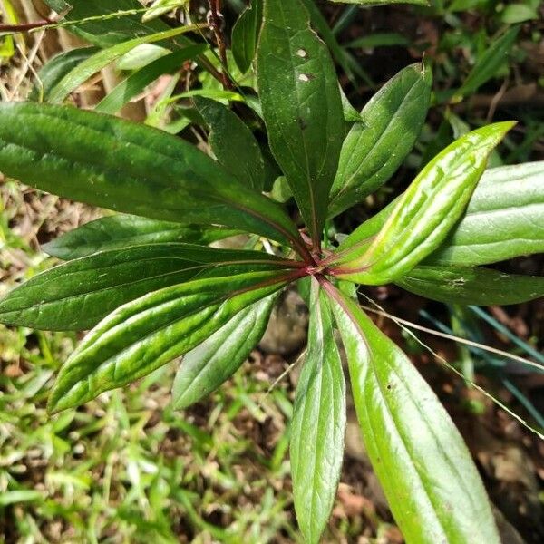 Ayapana triplinervis Folha