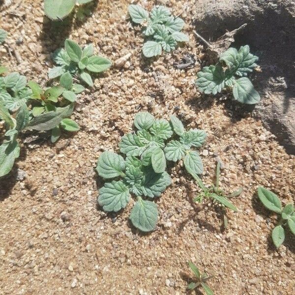 Coldenia procumbens Fulla