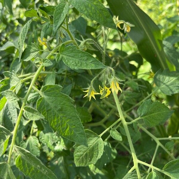 Solanum pimpinellifolium 花