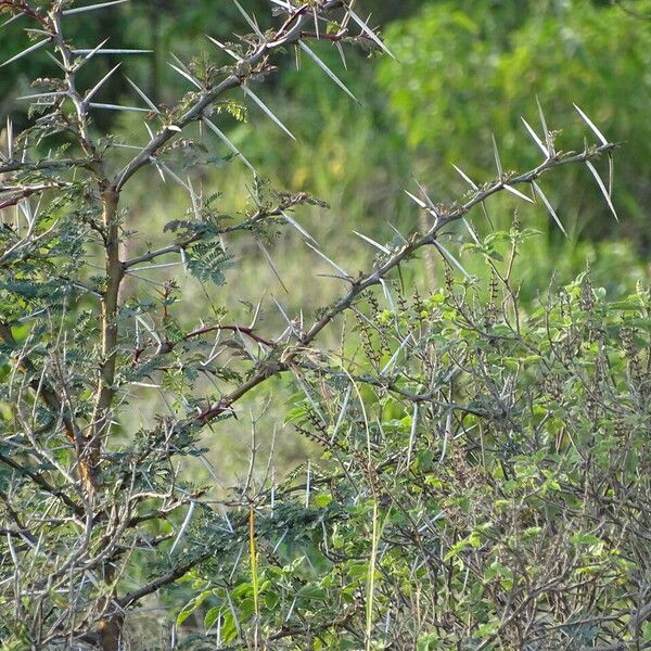 Vachellia xanthophloea Azala