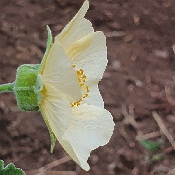 Abutilon grandiflorum Flor