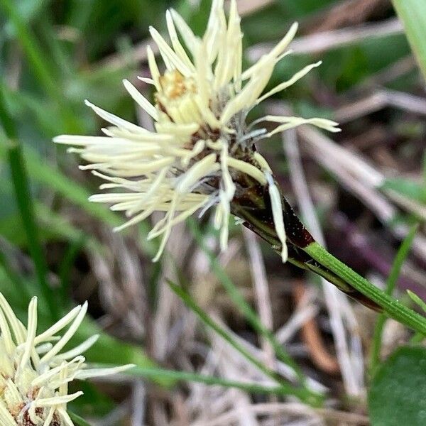 Carex caryophyllea Flor